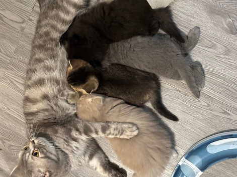 Pure breed BSH/BLH