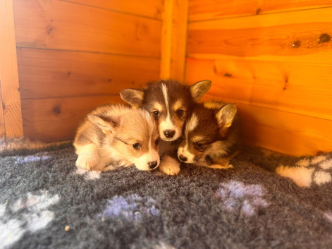 Kc Pembroke corgi puppies