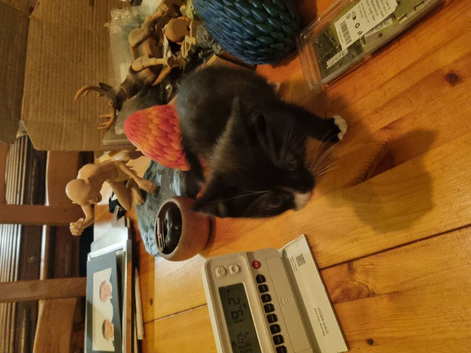 Kittens for rehoming