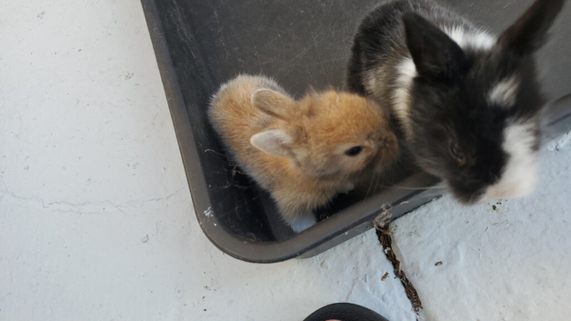 Mini lops and lion heads