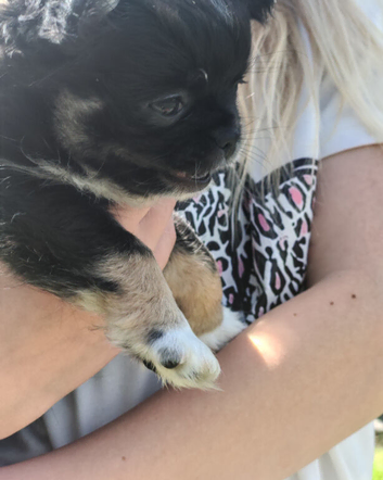 Stunning long coat tri chihuahua boy