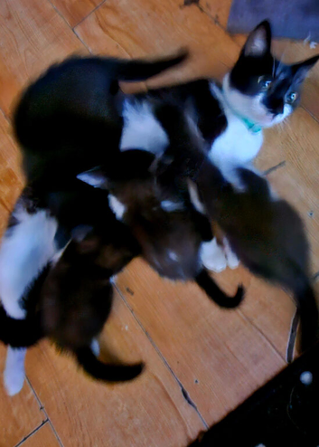 Kittens for sale 30 pound