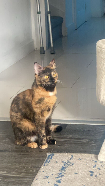 16 month old female cat for sale