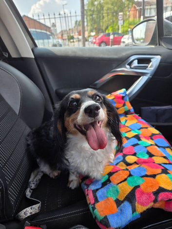 Dachshund
