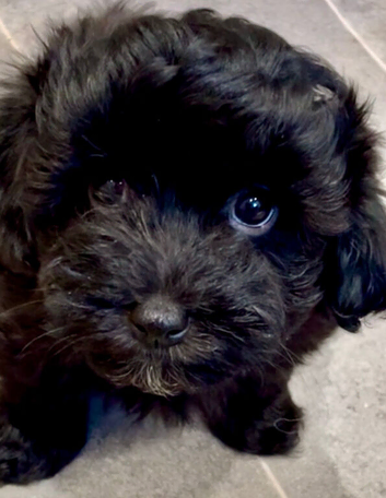 Stunning Fully DNA Health Tested F1 Maltipoo Puppies