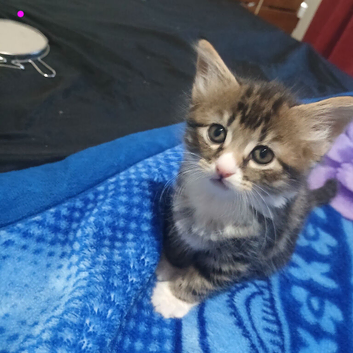 Kittens