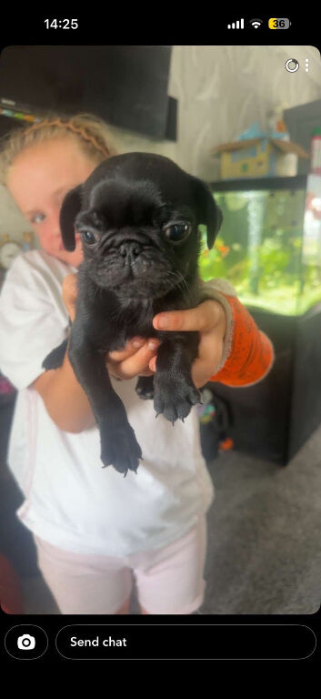 3 beautiful pugs