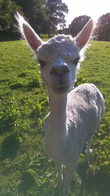 Four alpacas to good home