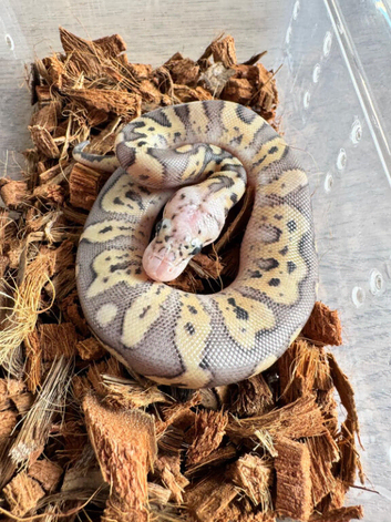 Super pastel clown het vpi axanthic