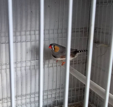 Zebra finch cock