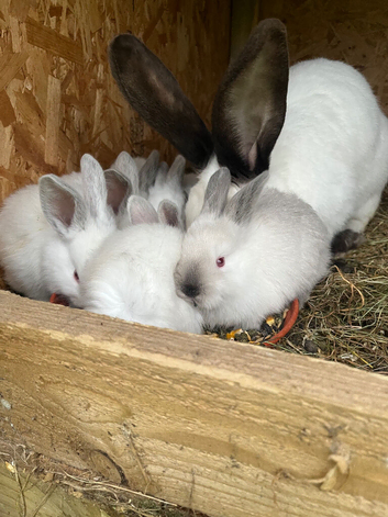 Rabbits for sale