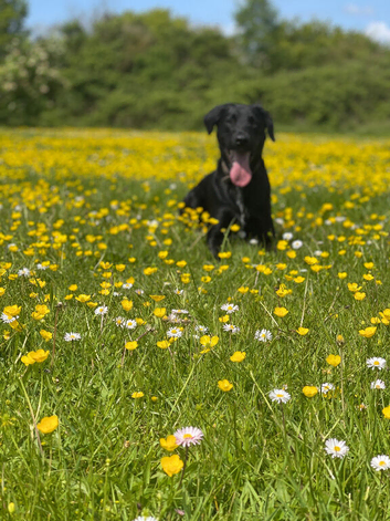 Rehoming - Labrador x border collie