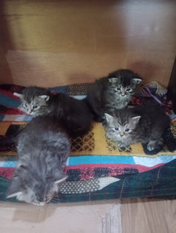 Maine Coon kittens. Mother is TICA registered.
