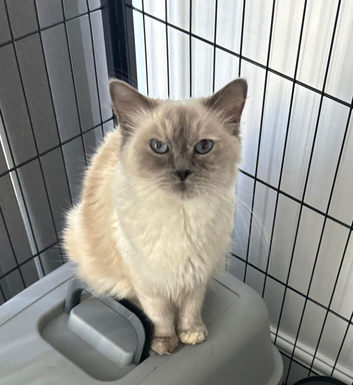 Ragdoll cat