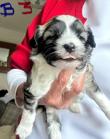 Chinese Crested powderpuff boy