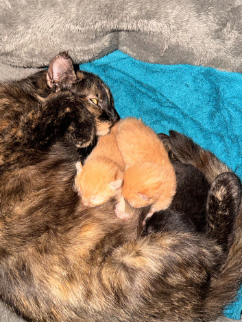 3 kittens for sale