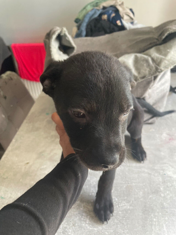 Rottweiler cross boxer