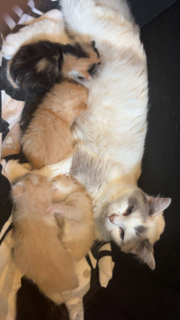 half ragdoll kittens