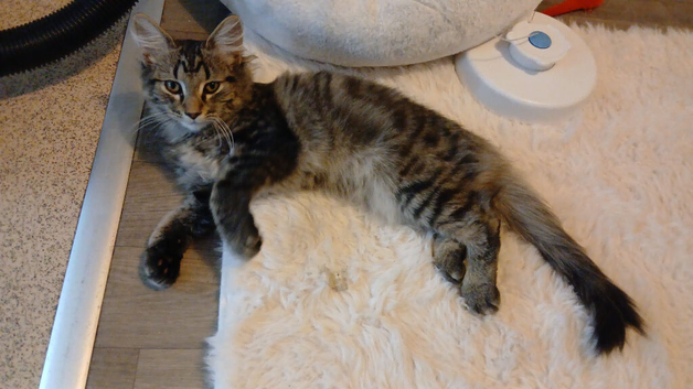 Medium haired tabby cat