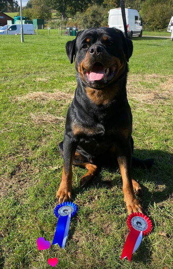Proven ADRK KC Rottweiler for stud
