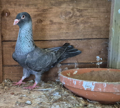 Pigeons