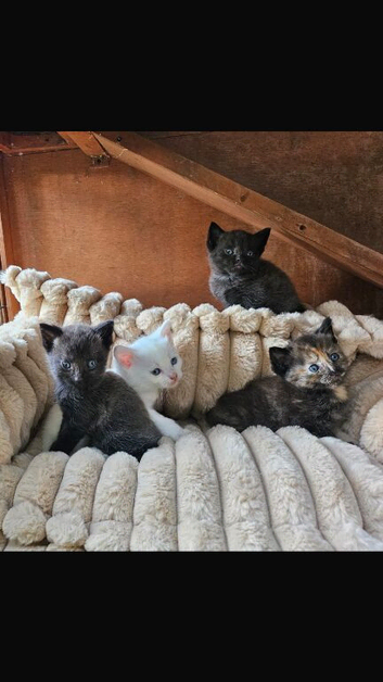 Three kittens for sale