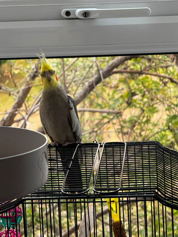 Cockatiel