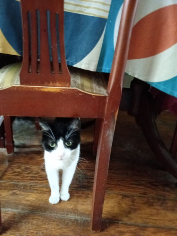 Burmese and Short Hair English Cats for rehoming