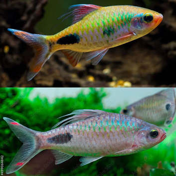 3x Filament Barbs