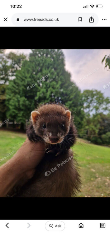 Polecat hob kits