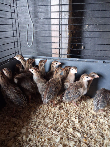 Guinea fowl