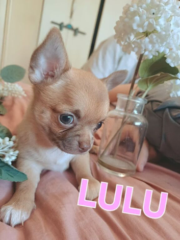 Gorgeous Chihuahua Puppies Ready to Meet Their New Families