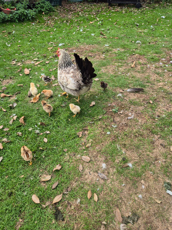 Hen and chicks looking for new home