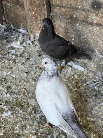 High flyer tippler pigeon