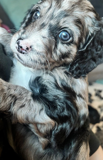 Sprockerpoo puppies