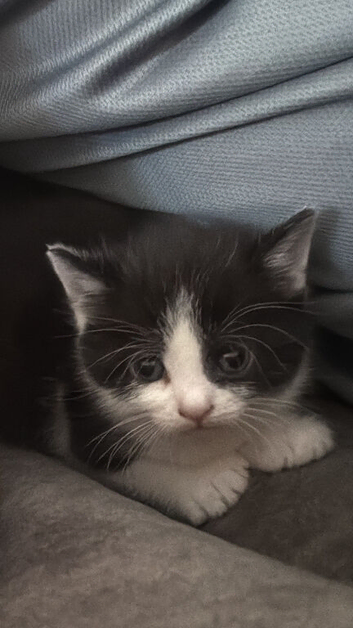 Kittens for sale