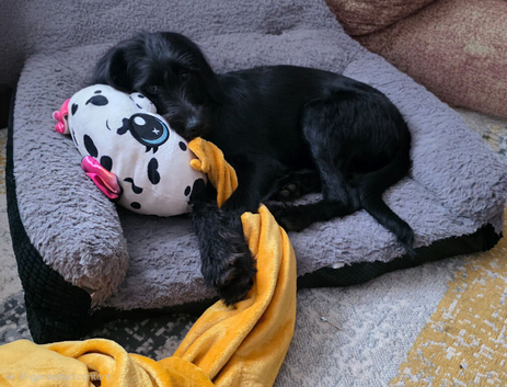 Rehome