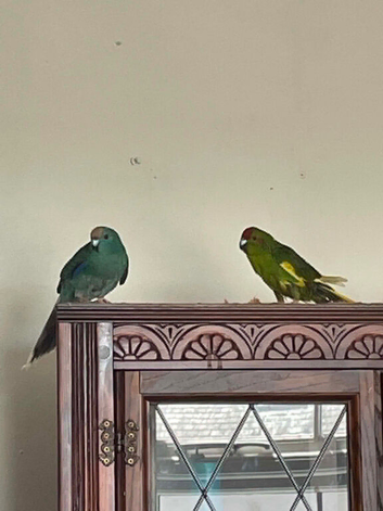 female kakarikis