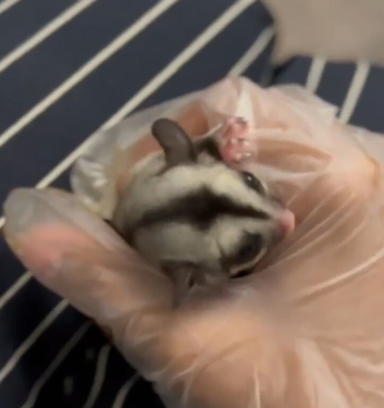 grey sugar glider pair