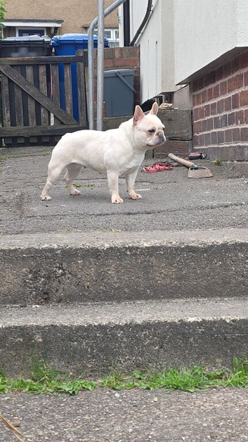 Cream French bulldog for sale