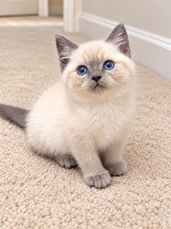 Beautiful Ragdoll x Persian Kitten with Stunning Blue Eyes
