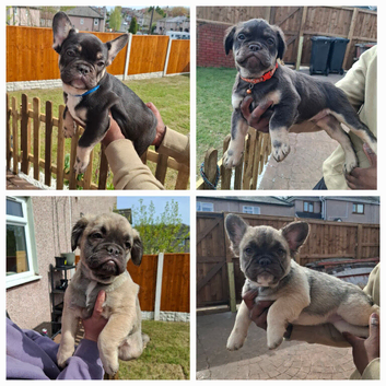Exotic fluffy french bulldogs
