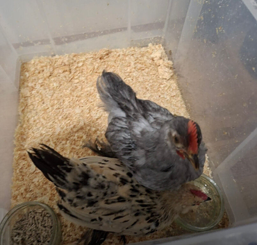 Lavender Pekin cockerel and yellow millefleur cockerel