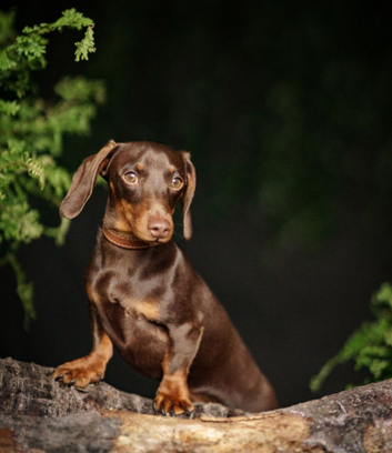 Dachshund K.C Reg Pra cord1 Clear 3.5kg Minature (STUD ONLY)