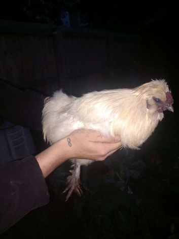 1 year old silkie cockeral