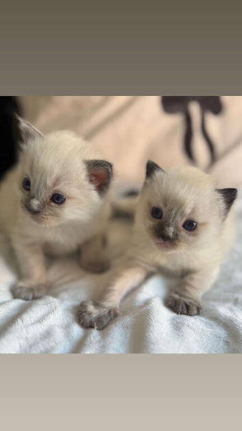 2 beautiful ragdoll boys reduced 450