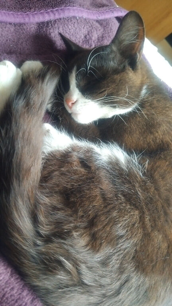 Friendly Male Cat For Sale
