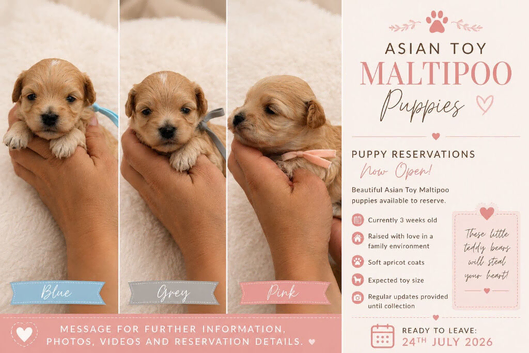 Korean Maltipoo puppies available