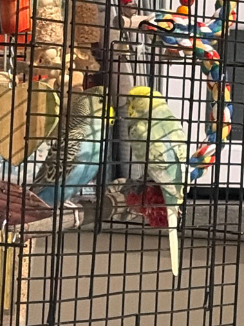 2 baby budgies