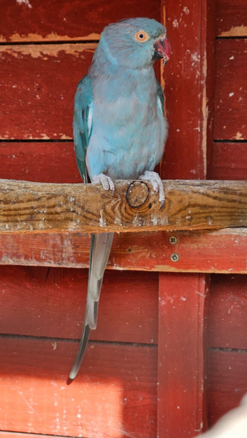Blue Indian Ring Neck